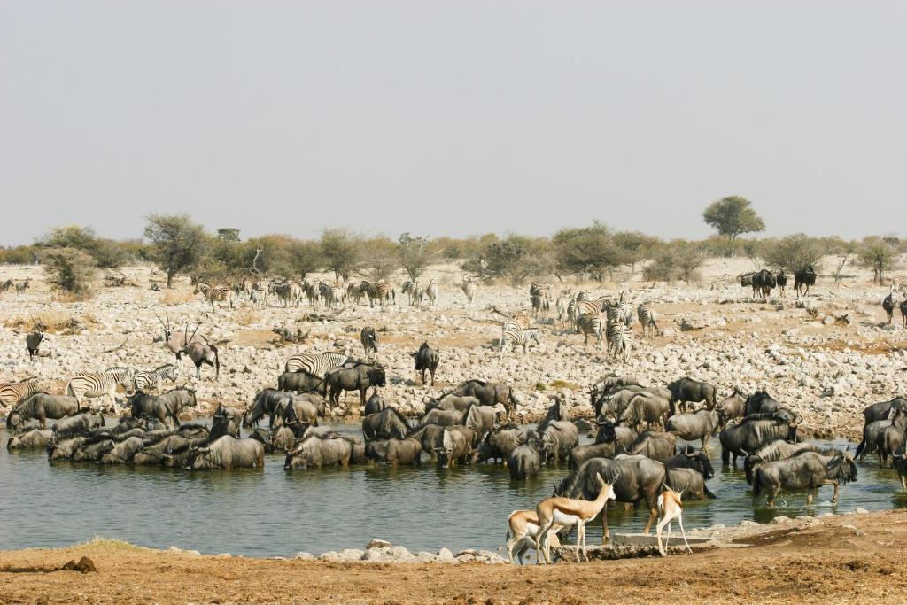 Etosha Village Okaukuejo Exterior foto